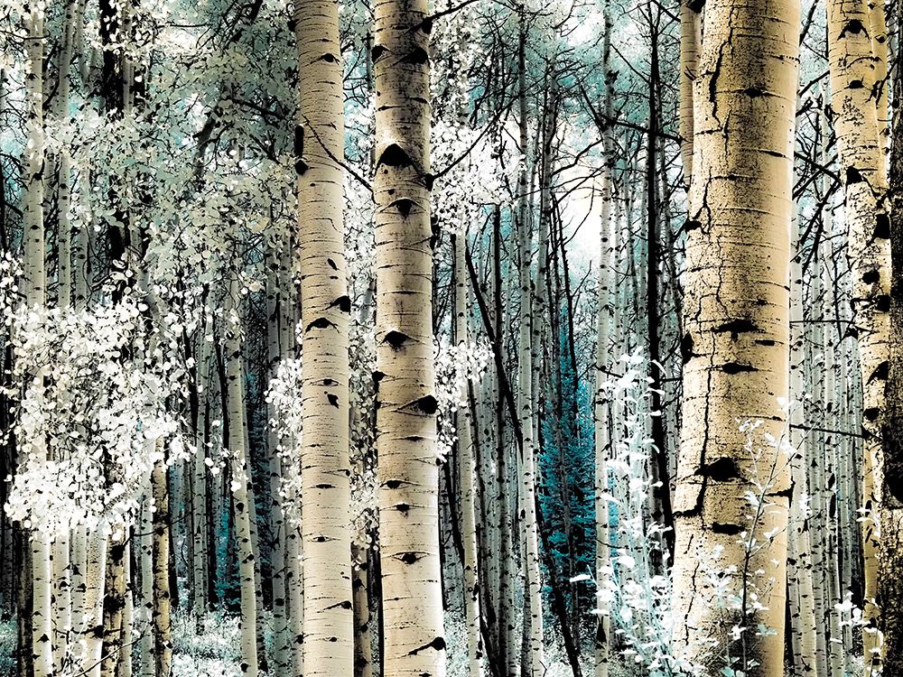 USA-Colorado Infrared of Aspens along the Kebler Pass art print by Terry Eggers for $57.95 CAD