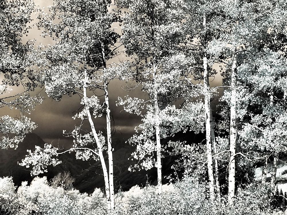 USA-Colorado Infrared of Aspens along the Kebler Pass art print by Terry Eggers for $57.95 CAD