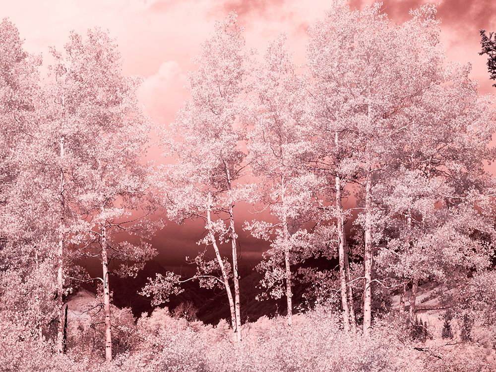 USA-Colorado Infrared of Aspens along the Kebler Pass art print by Terry Eggers for $57.95 CAD