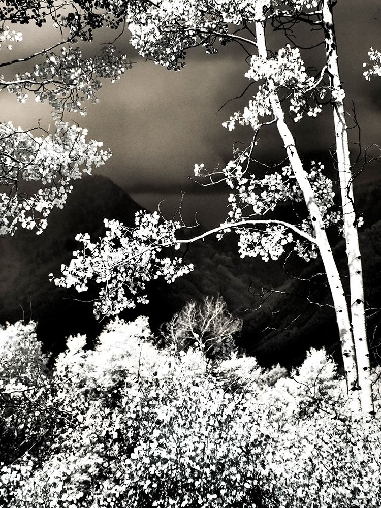 USA-Colorado Infrared of Aspens along the Kebler Pass art print by Terry Eggers for $57.95 CAD
