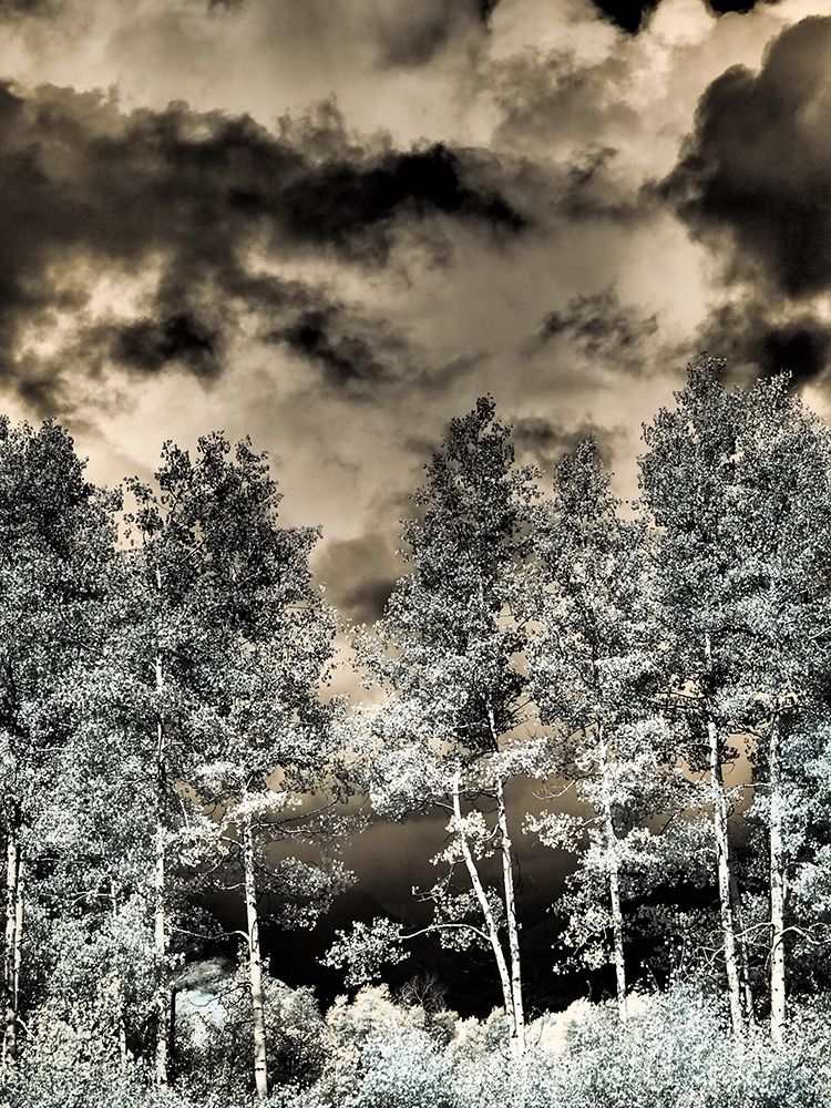 USA-Colorado Infrared of Aspens along the Kebler Pass art print by Terry Eggers for $57.95 CAD