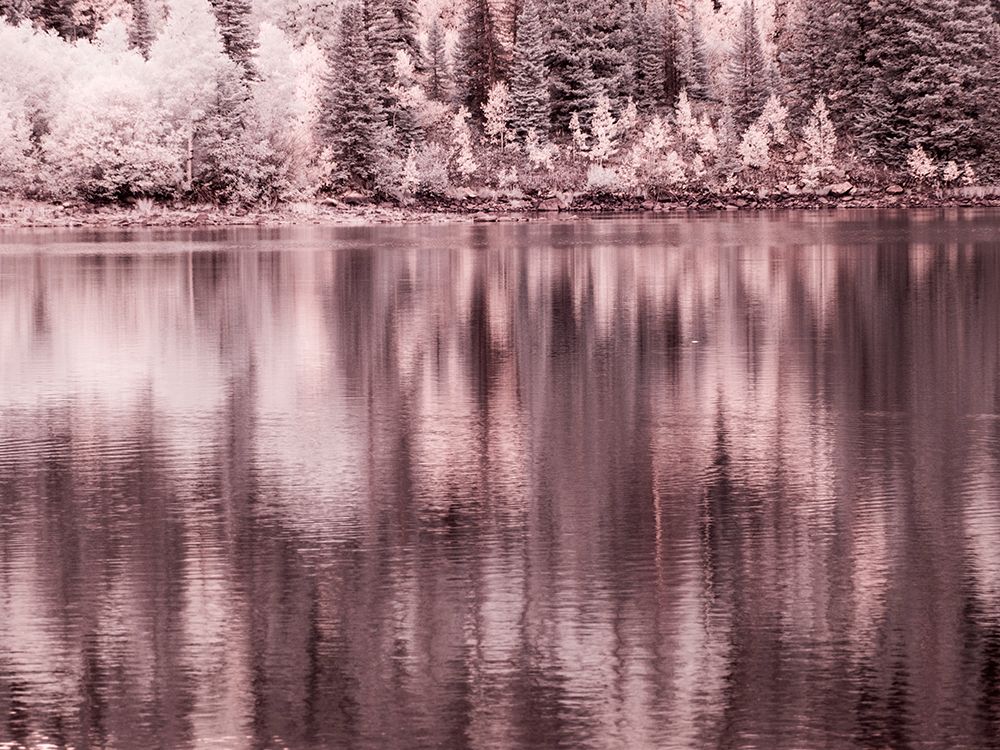 USA-Colorado Infrared of Aspen trees reflecting in Lost Lake art print by Terry Eggers for $57.95 CAD