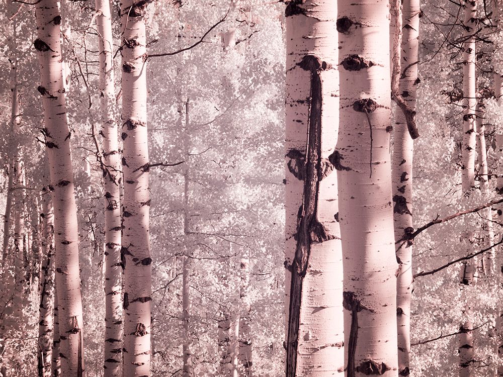 USA-Colorado Infrared of Aspens along the Kebler Pass art print by Terry Eggers for $57.95 CAD