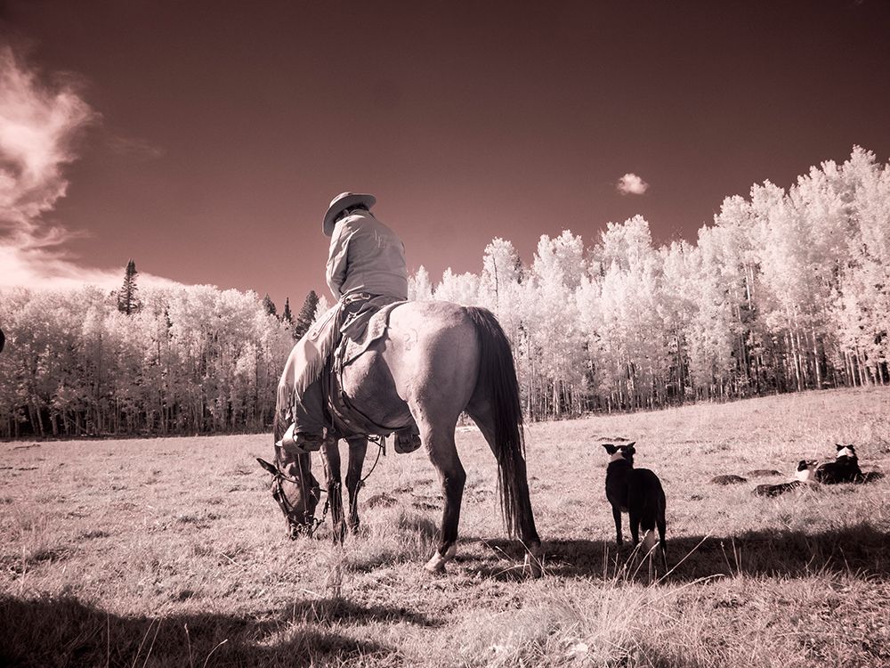 USA-Colorado Infrared of Cowboy and dog looking for cows art print by Terry Eggers for $57.95 CAD