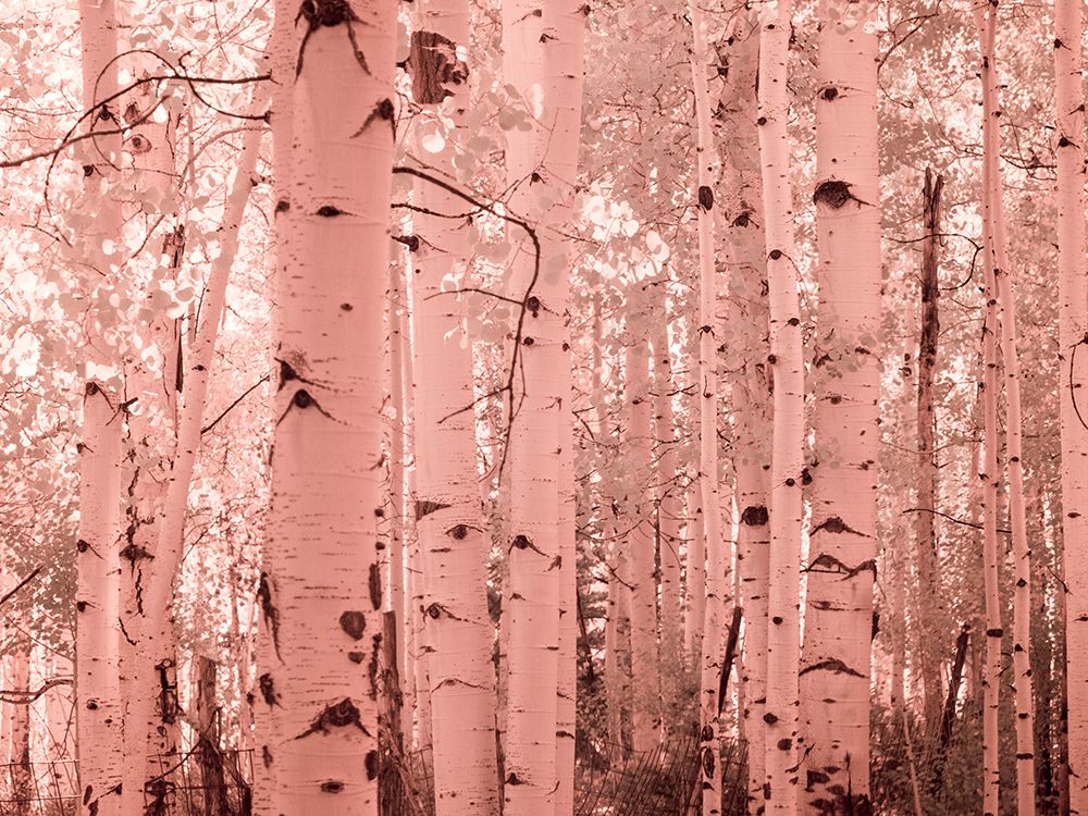 USA-Colorado Infrared of Aspens along the Kebler Pass art print by Terry Eggers for $57.95 CAD