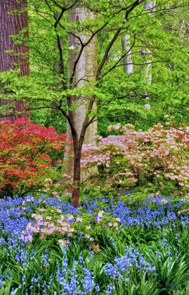 Delaware Blooming azalea and bluebell flowers art print by Jay OBrien for $57.95 CAD