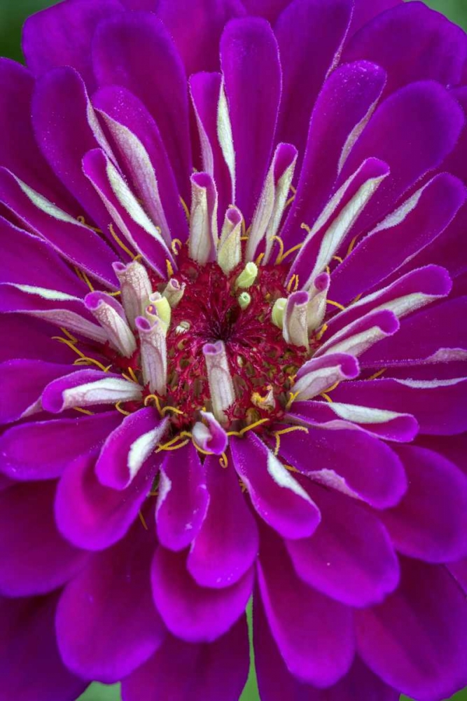 Wilmington, Delaware, Detail of zinnia bloom art print by Jay OBrien for $57.95 CAD