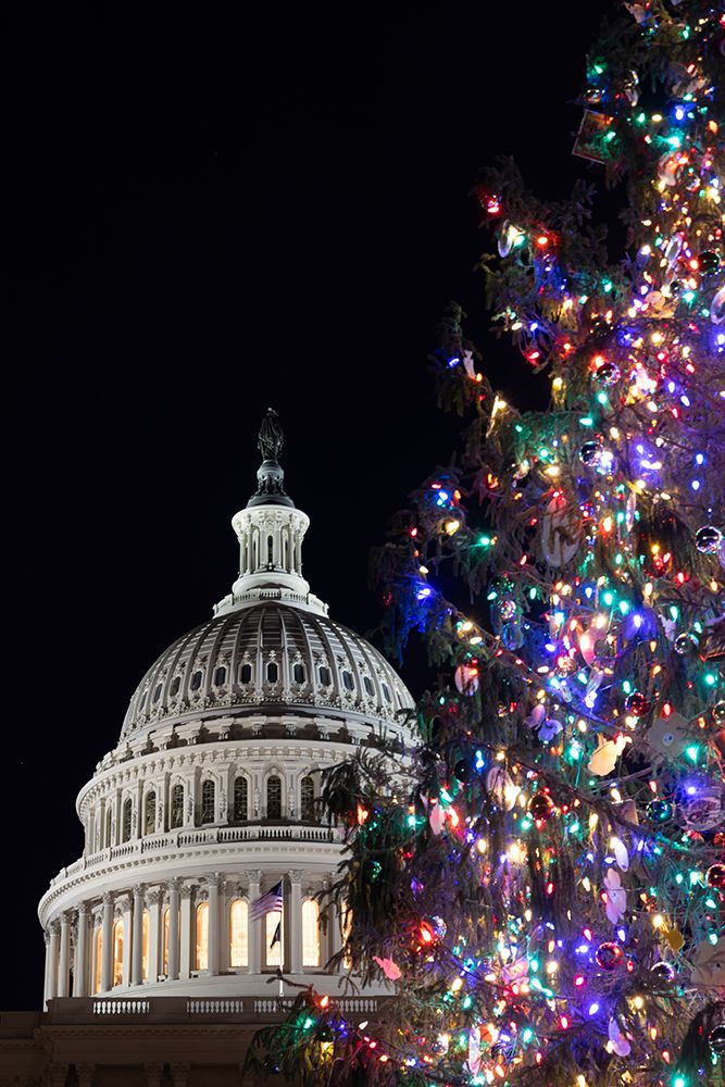USA, District of Columbia. United States Capitol and Christmas Tree art print by Hollice Looney for $57.95 CAD