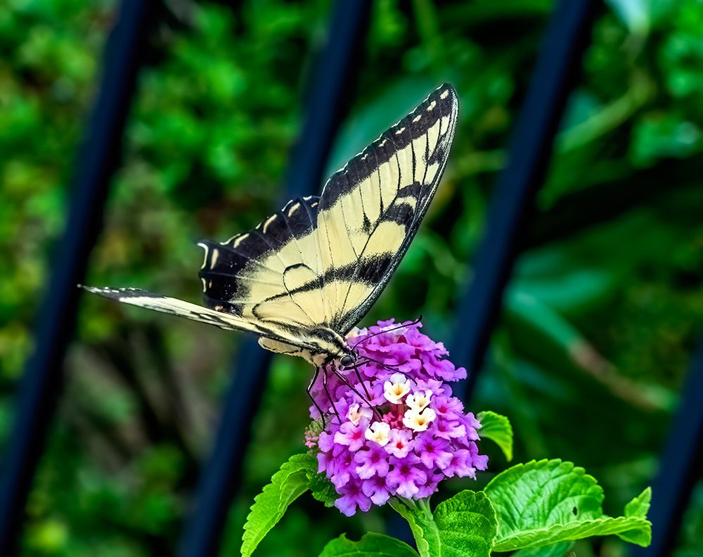 Black and white zebra swallowtail butterfly on colorful flower. art print by William Perry for $57.95 CAD