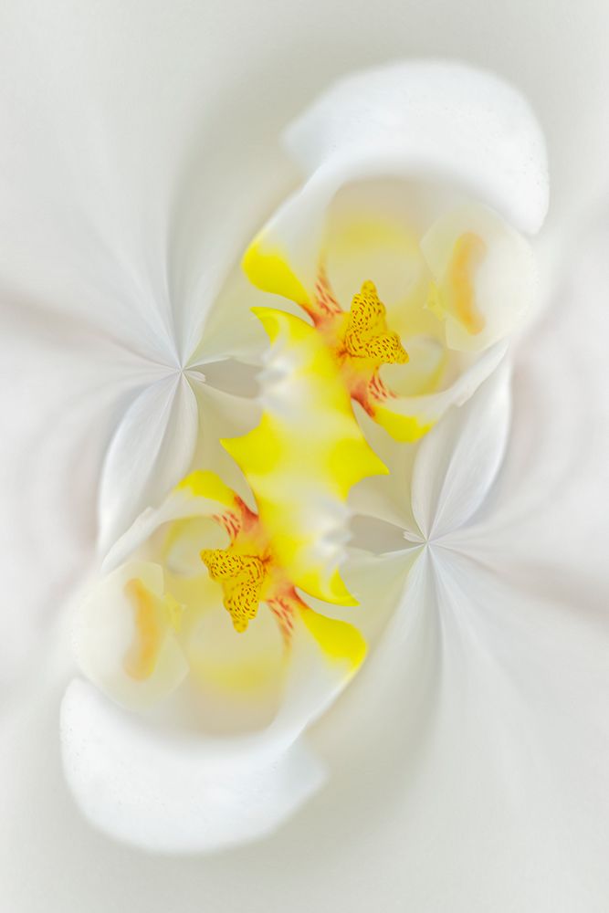 White Orchid flower-Florida art print by Adam Jones for $57.95 CAD