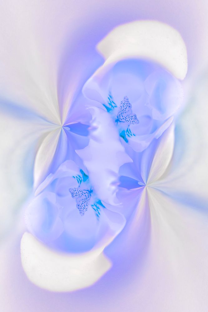 White Orchid flower-Florida art print by Adam Jones for $57.95 CAD
