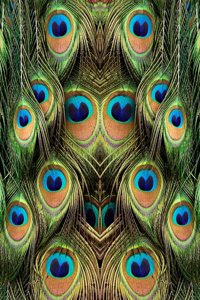 Male Peafowl feather pattern-Florida art print by Adam Jones for $57.95 CAD