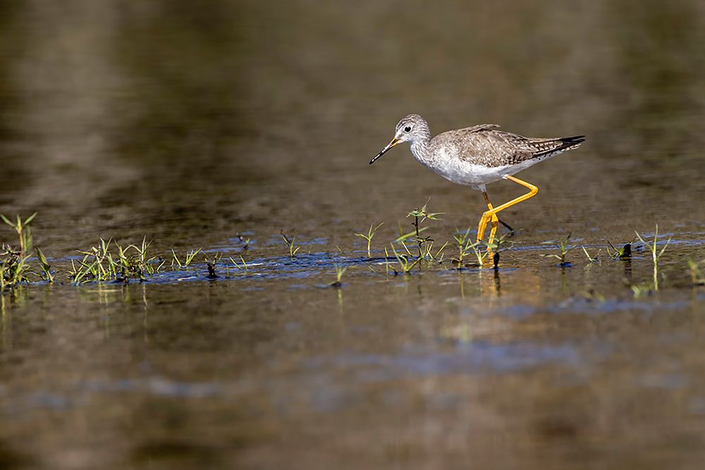 Lesser yellowlegs-Myakka River State Park-Florida art print by Adam Jones for $57.95 CAD