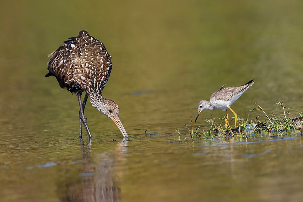 Limpkin and Lesser yellowlegs feeding Myakka River State Park-Florida art print by Adam Jones for $57.95 CAD