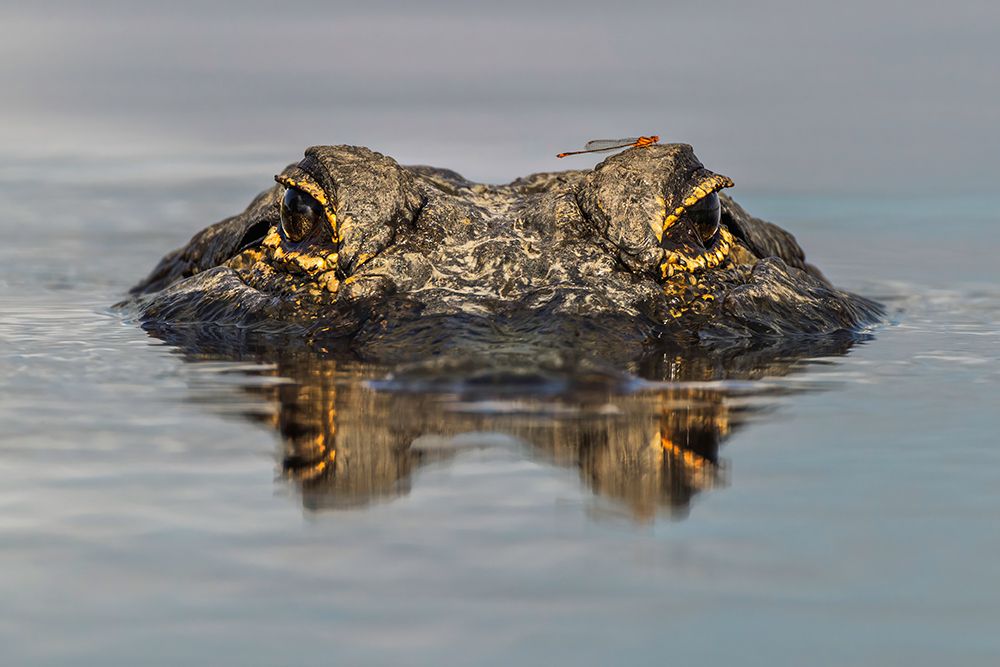 American alligator from eye level with water-Myakka River State Park-Florida art print by Adam Jones for $57.95 CAD