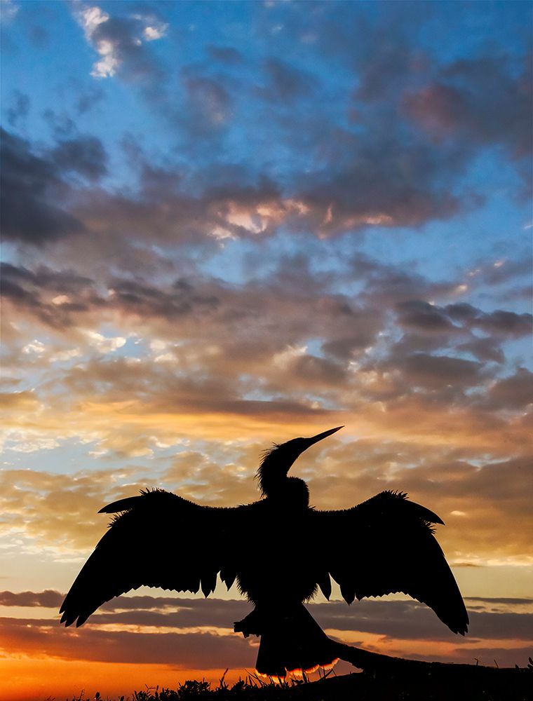 Anhinga silhouetted at sunset-Florida art print by Adam Jones for $57.95 CAD