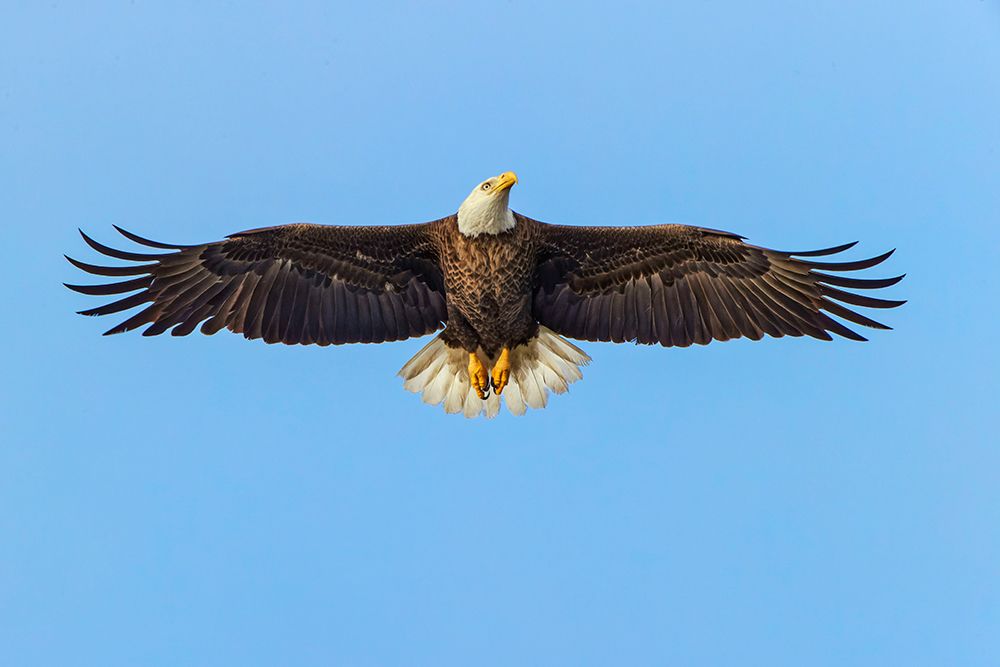 Bald eagle flying-Florida art print by Adam Jones for $57.95 CAD