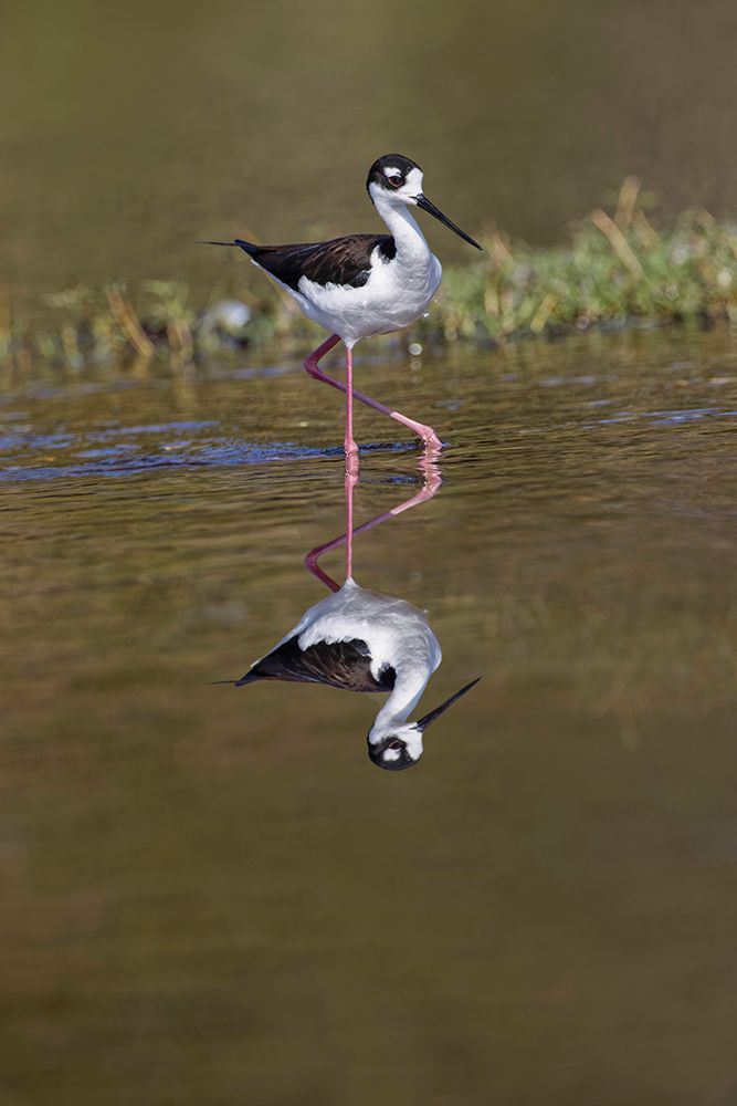 Black-necked stilt-Myakka River State Park-Florida art print by Adam Jones for $57.95 CAD