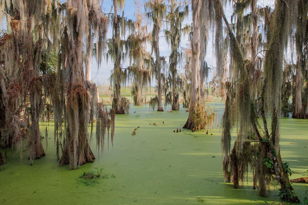 Cypress trees draped in Spanish moss-Circle B Ranch-Polk County-Florida art print by Adam Jones for $57.95 CAD
