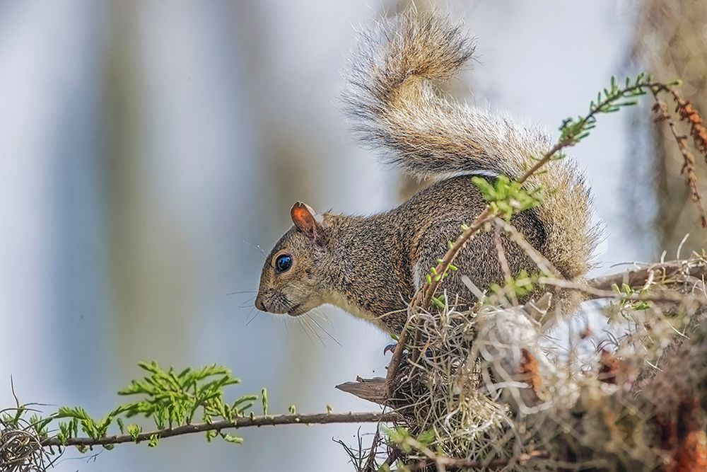 Eastern gray squirrel-Circle B Ranch-Florida art print by Adam Jones for $57.95 CAD