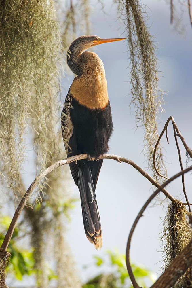 Female Anhinga Circle B Ranch-Florida art print by Adam Jones for $57.95 CAD