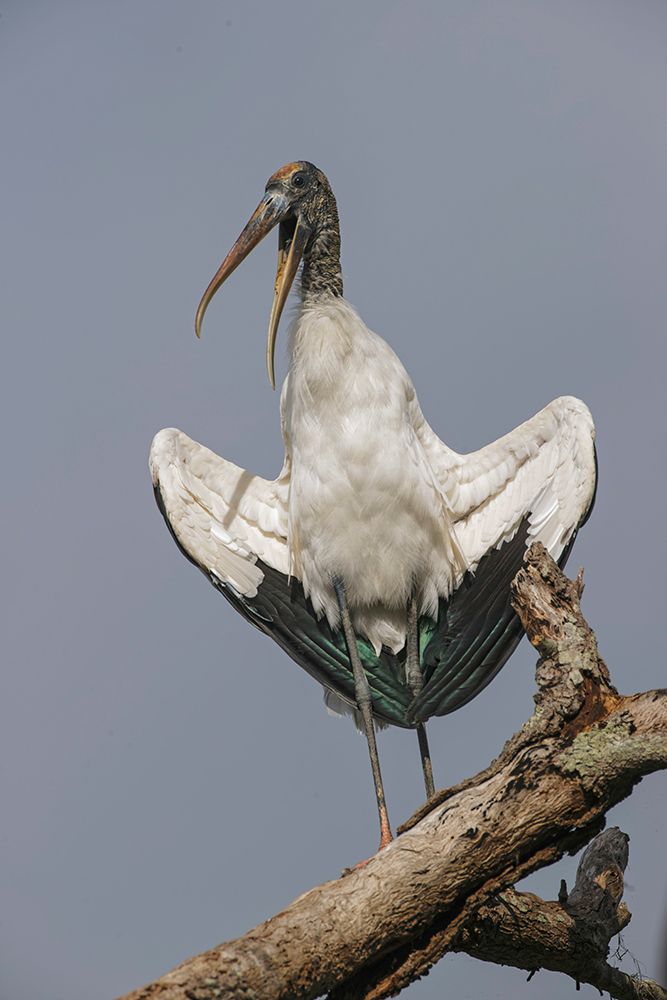 Wood stork-Circle B Ranch-Florida art print by Adam Jones for $57.95 CAD