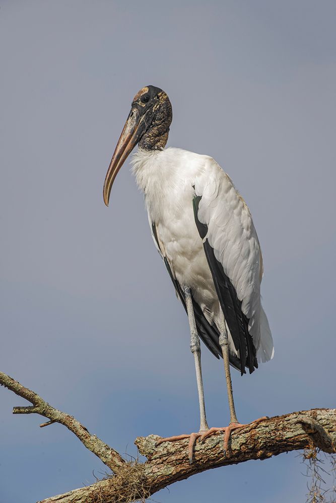 Wood stork-Circle B Ranch-Florida art print by Adam Jones for $57.95 CAD