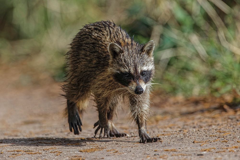 Raccoon walking-Circle B Ranch-Florida art print by Adam Jones for $57.95 CAD