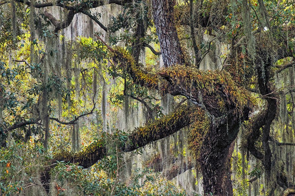 Live oak trees draped in Spanish moss-Polk County-Florida art print by Adam Jones for $57.95 CAD