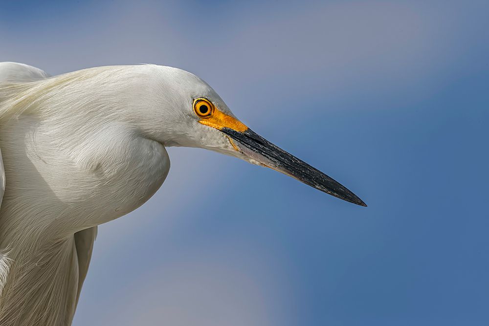 Snowy Egret-Florida art print by Adam Jones for $57.95 CAD