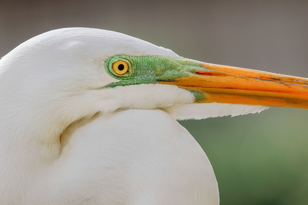 Great egret in breeding plumage-south Florida art print by Adam Jones for $57.95 CAD