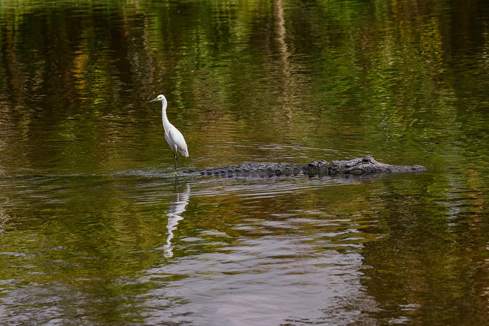 Snowy Egret riding on top of American alligator-Florida art print by Adam Jones for $57.95 CAD