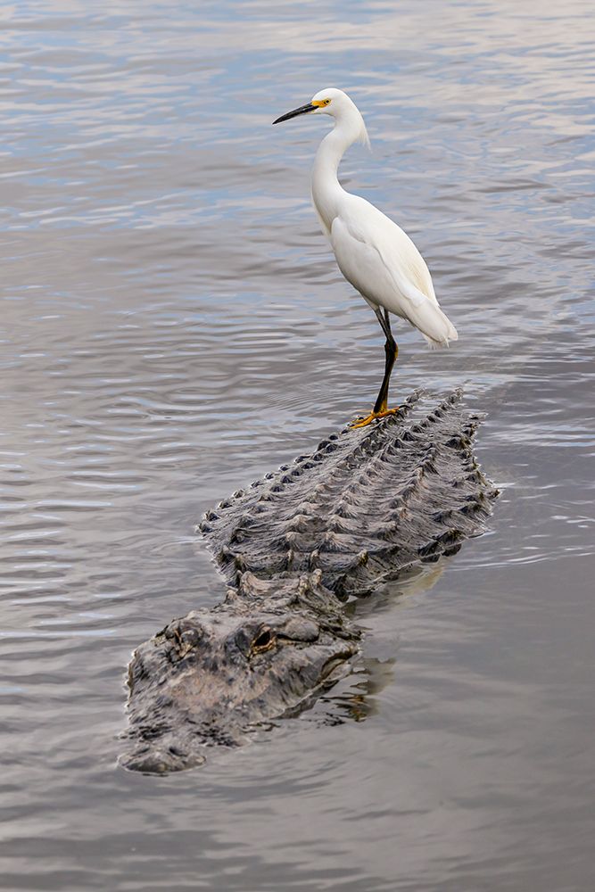 Snowy Egret riding on top of American alligator-Florida art print by Adam Jones for $57.95 CAD