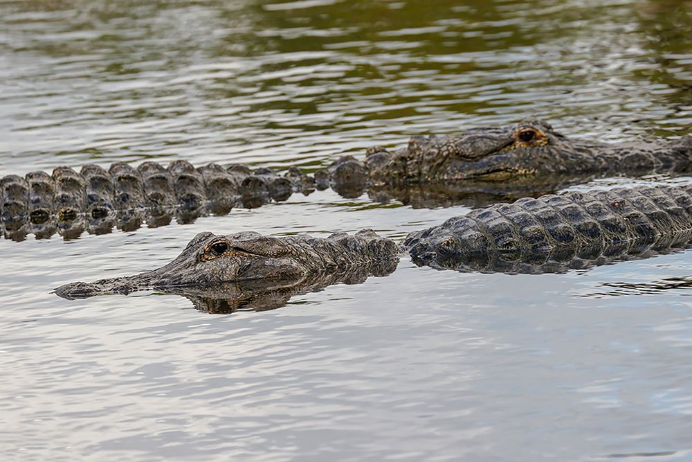 American alligators-Myakka River State Park-Florida art print by Adam Jones for $57.95 CAD