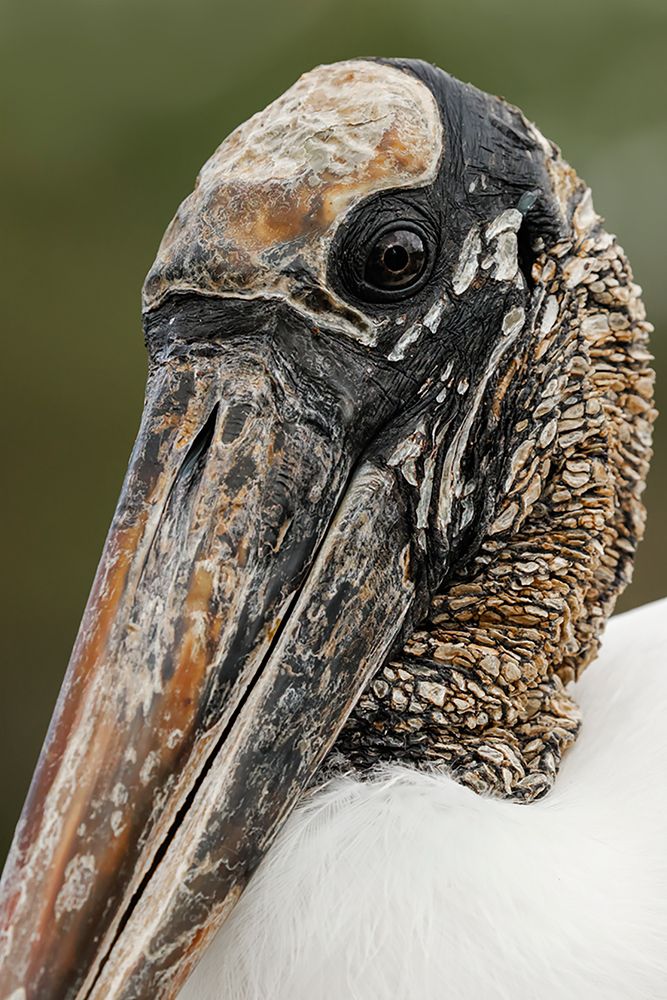 Wood stork-Circle B Ranch-Florida art print by Adam Jones for $57.95 CAD