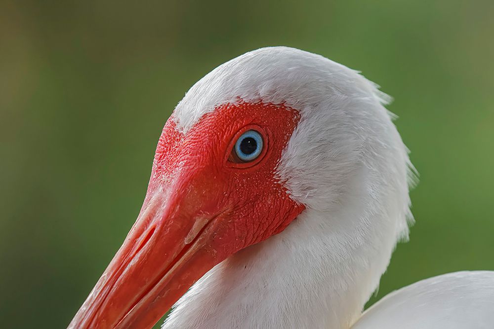American white ibis Myakka River State Park-Florida art print by Adam Jones for $57.95 CAD