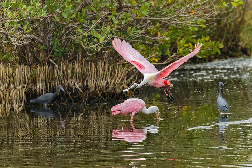 Roseate spoonbill flying-Merritt Island National Wildlife Refuge-Florida art print by Adam Jones for $57.95 CAD