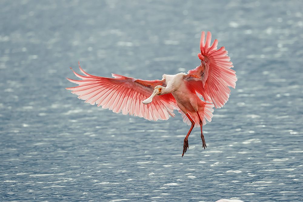 Roseate spoonbill landing-Merritt Island National Wildlife Refuge-Florida art print by Adam Jones for $57.95 CAD