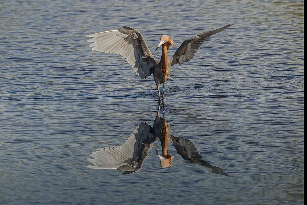 Reddish egret fishing-Merritt Island National Wildlife Refuge-Florida art print by Adam Jones for $57.95 CAD