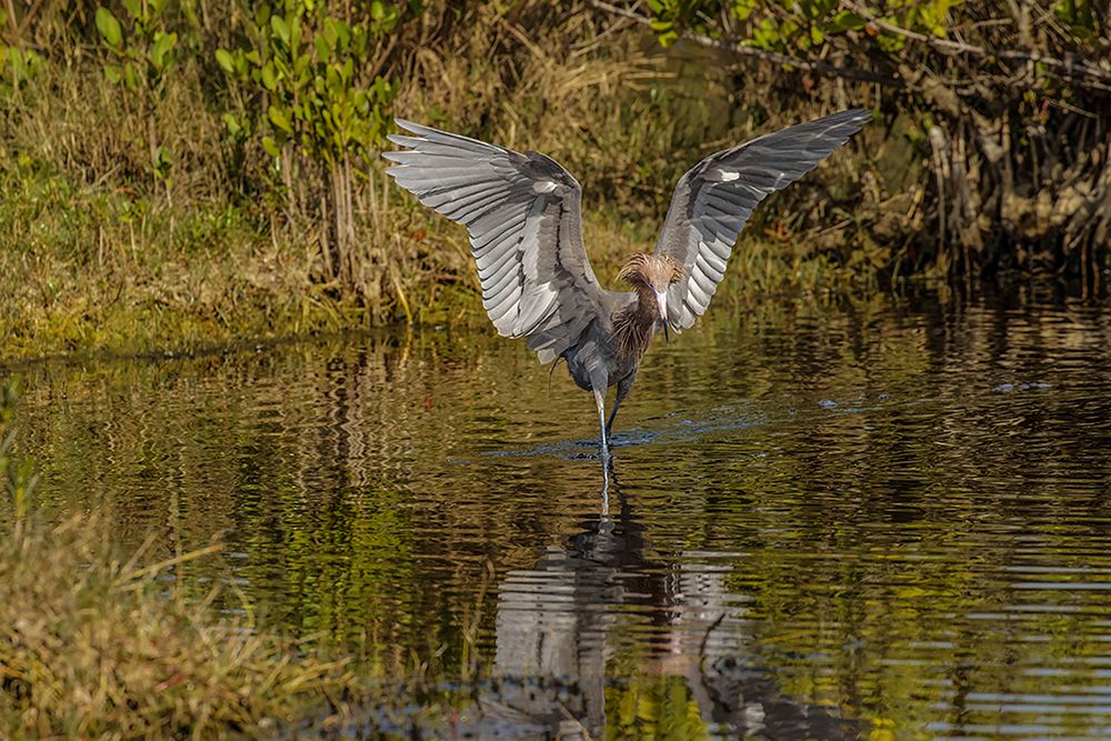 Reddish egret fishing-Merritt Island National Wildlife Refuge-Florida art print by Adam Jones for $57.95 CAD