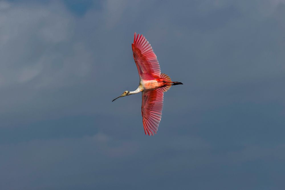 Roseate spoonbill flying-Merritt Island National Wildlife Refuge-Florida art print by Adam Jones for $57.95 CAD