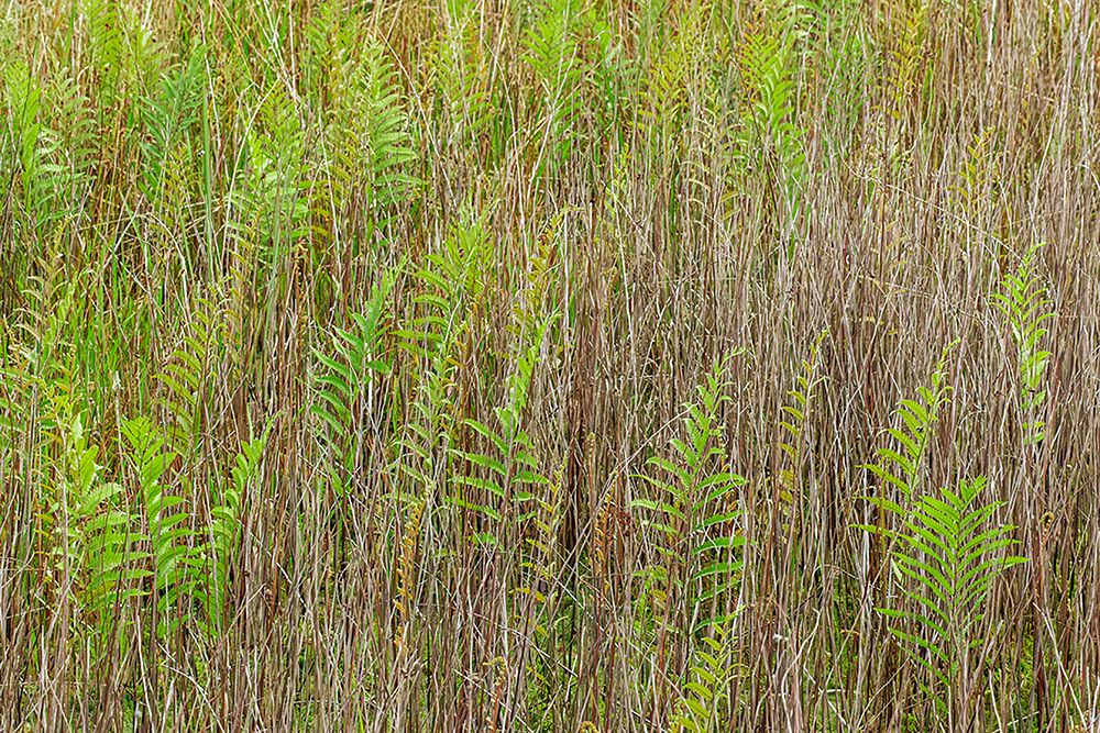 Ferns and grass pattern-Merritt Island National Wildlife Refuge-Florida art print by Adam Jones for $57.95 CAD