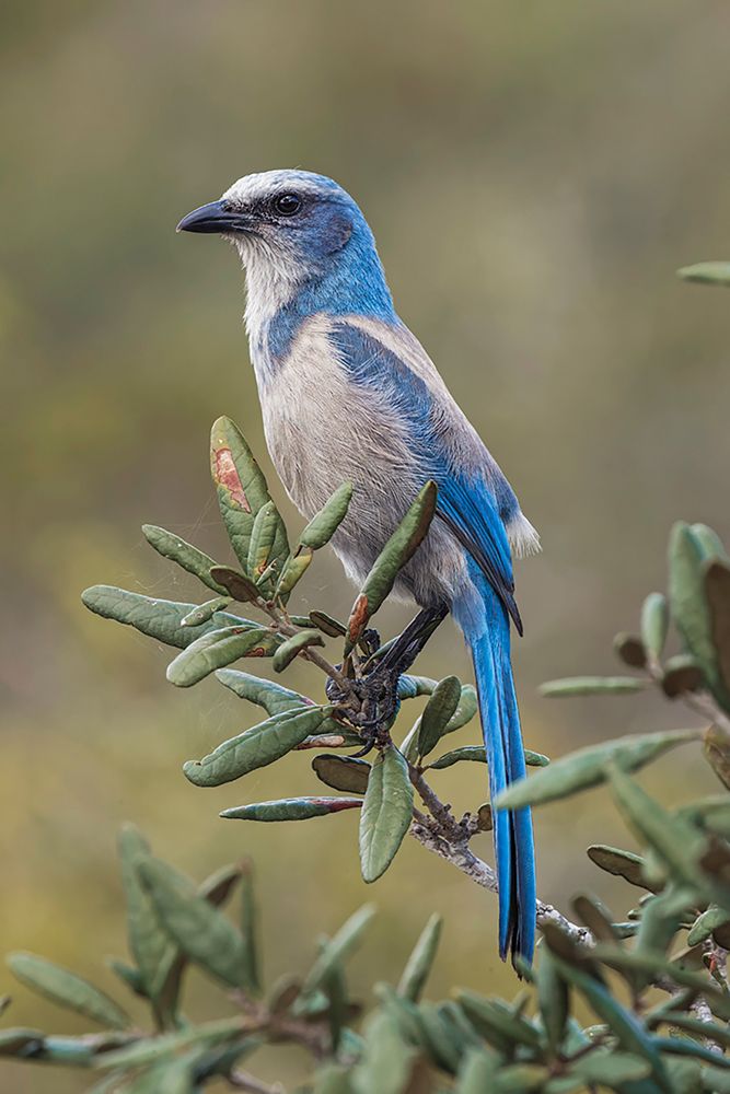 Florida scrub jay-Merritt Island National Wildlife Refuge-Florida art print by Adam Jones for $57.95 CAD