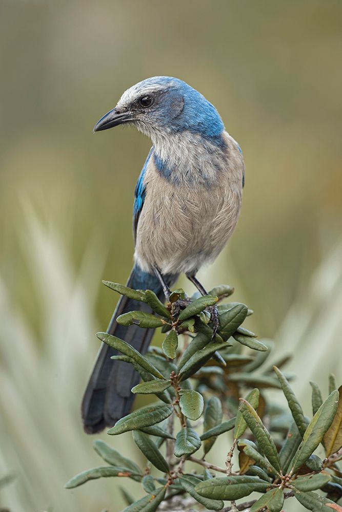 Florida scrub jay-Merritt Island National Wildlife Refuge-Florida art print by Adam Jones for $57.95 CAD