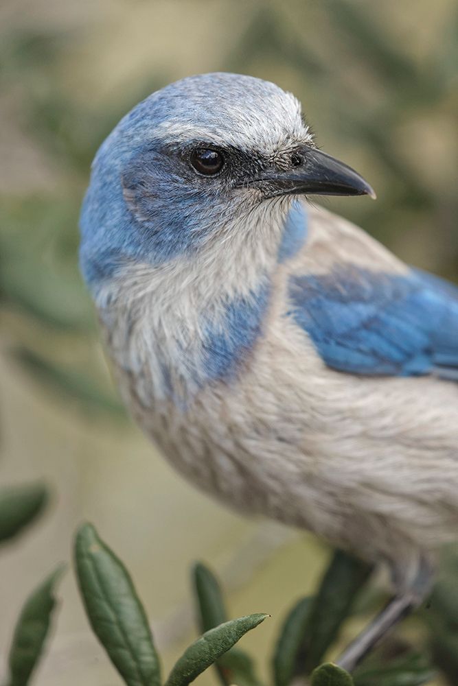 Florida scrub jay-Merritt Island National Wildlife Refuge-Florida art print by Adam Jones for $57.95 CAD