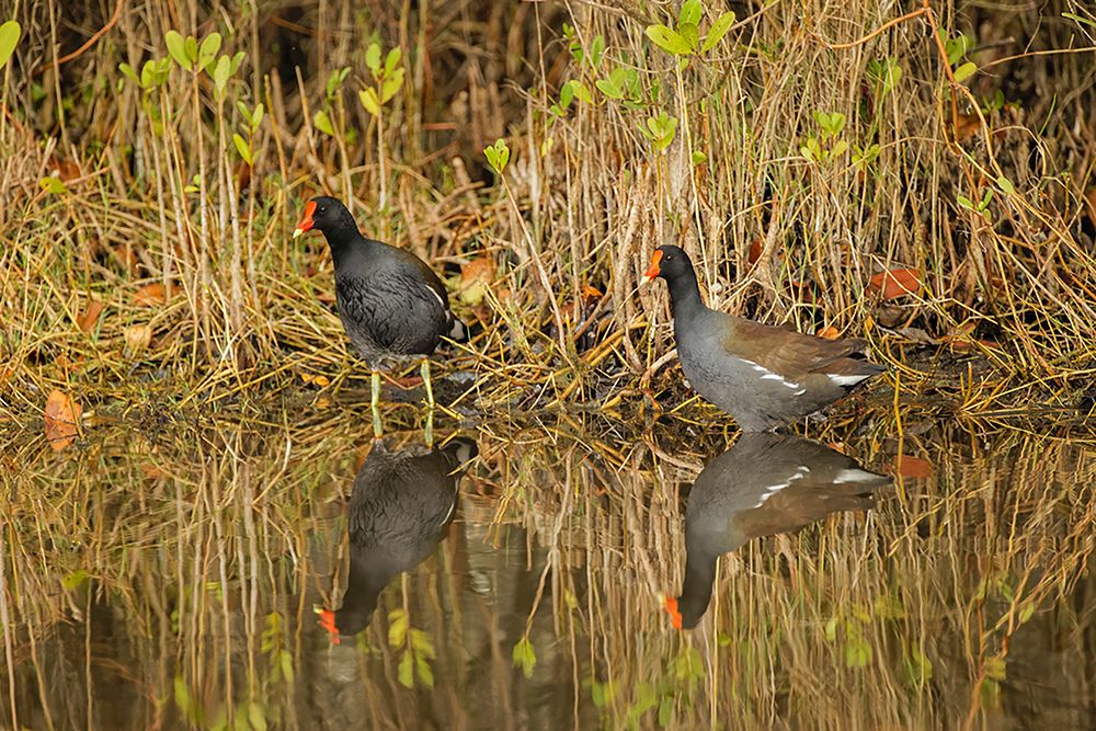 Pair of Moorhens-Merritt Island National Wildlife Refuge-Florida art print by Adam Jones for $57.95 CAD