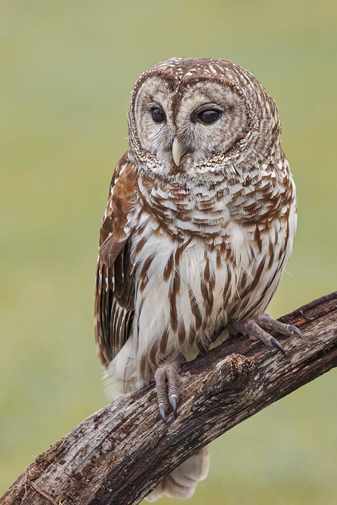 Barred owl-Strix varia-Florida art print by Adam Jones for $57.95 CAD