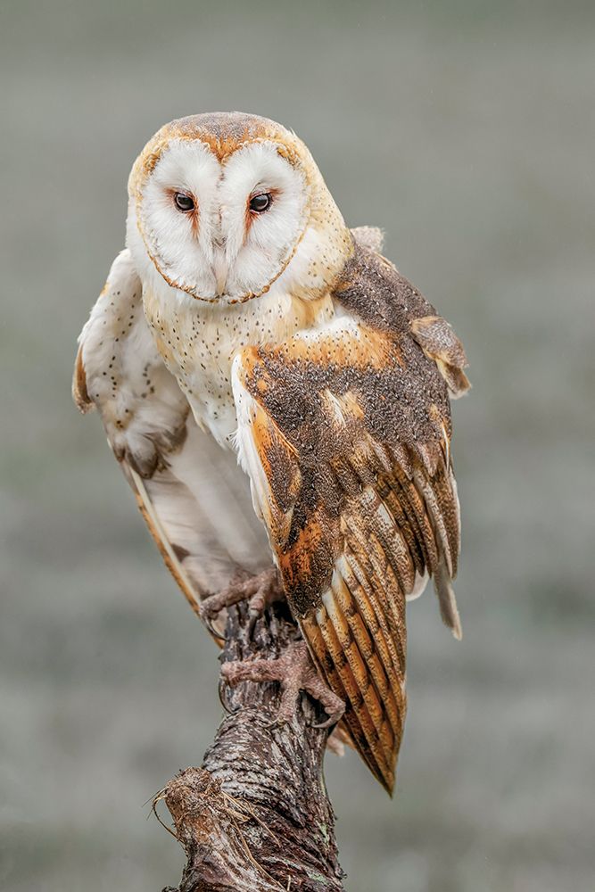 Barn owl-Tyto alba-Florida art print by Adam Jones for $57.95 CAD