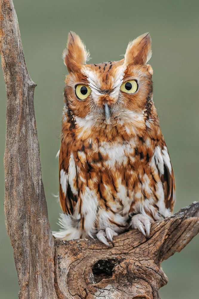 Eastern screech owl-Florida art print by Adam Jones for $57.95 CAD