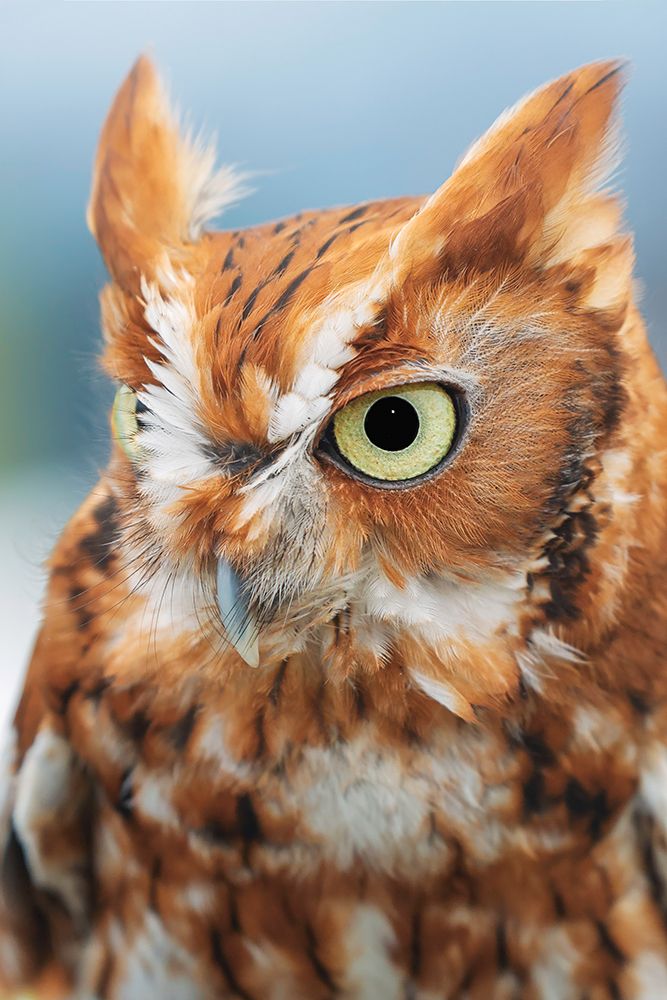 Eastern screech owl-Florida art print by Adam Jones for $57.95 CAD